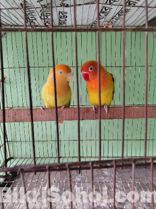 Love bird